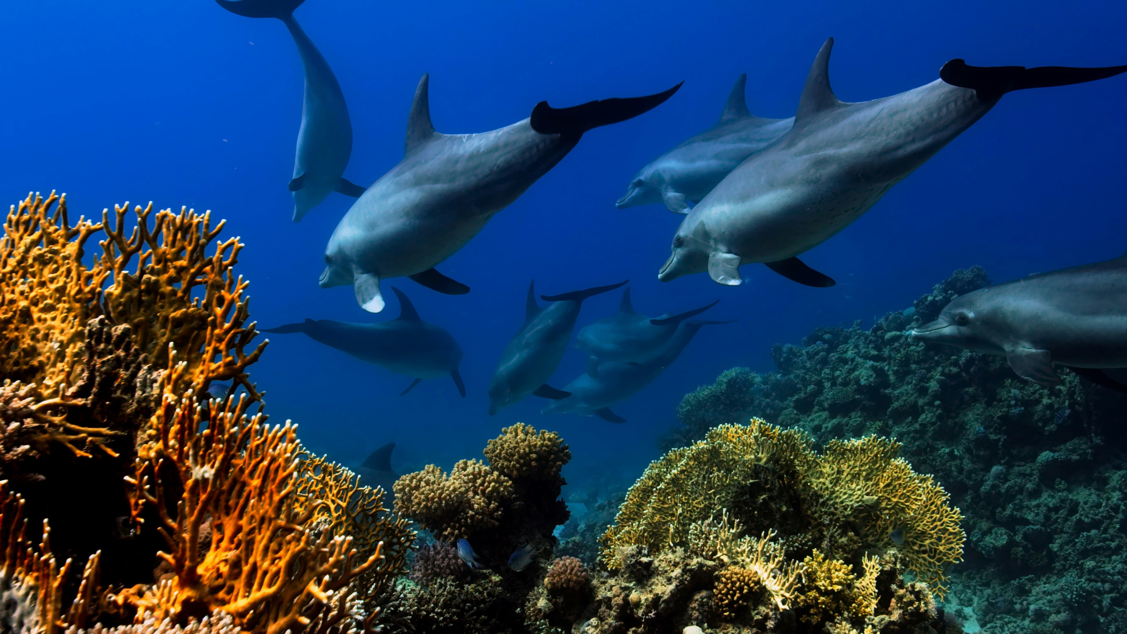 Sataya — With the Spinner Dolphins